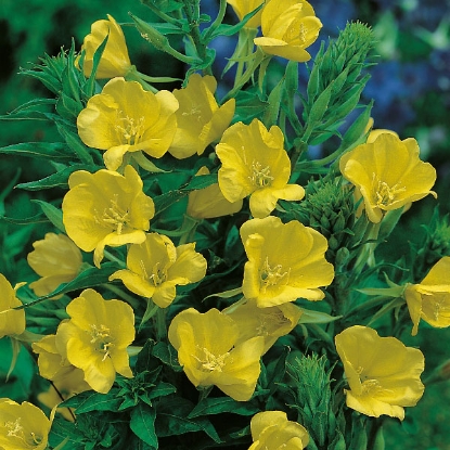 Picture of Herb Evening Primrose - Oenothera Biennis